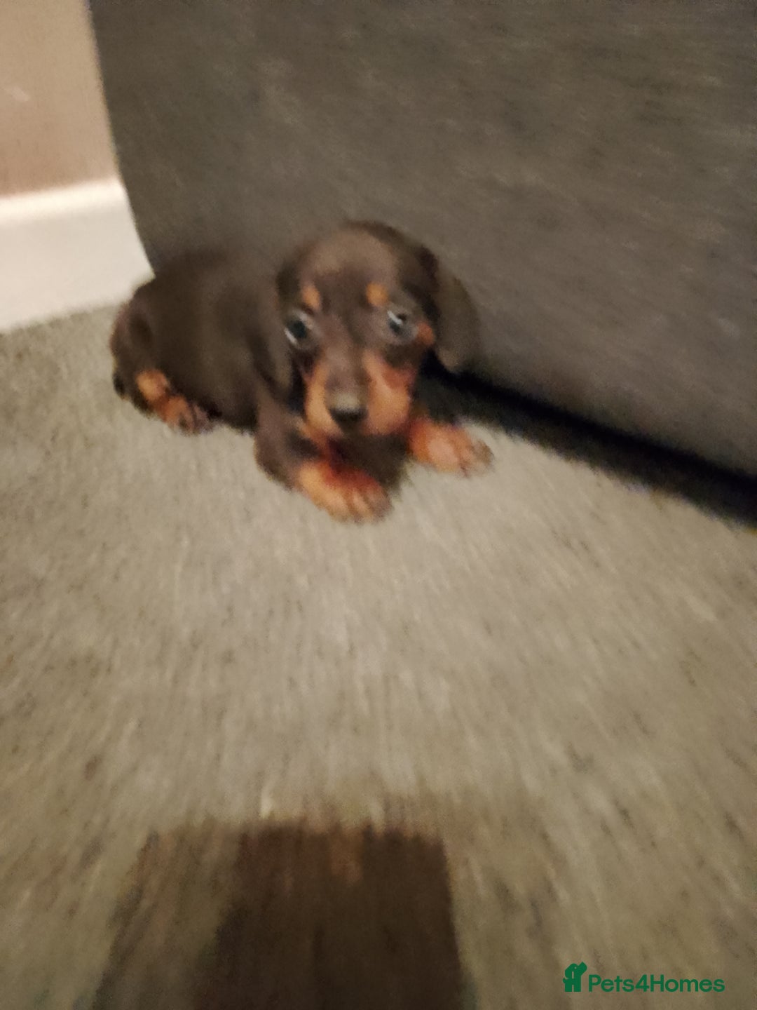 Miniature Dachshund dogs for sale: Miniature Dachshund  - Image 4