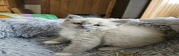 Ragdoll cats for sale: Ragdoll Kittens Rare colourings - Advert 2