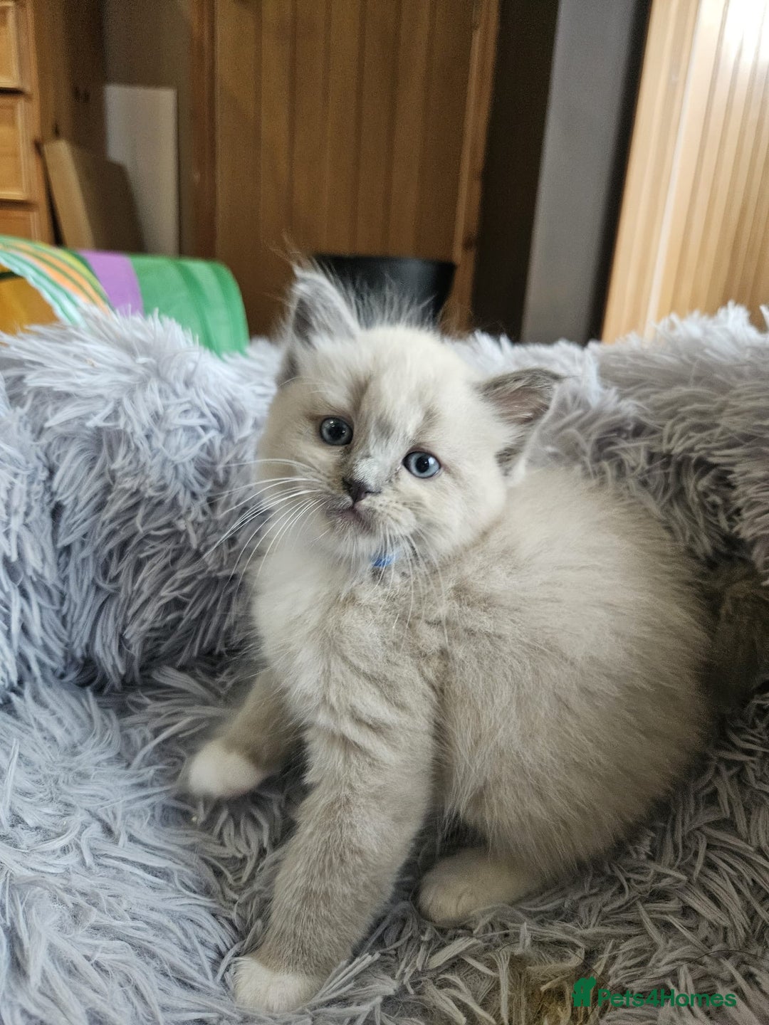 Ragdoll cats for sale: Ragdoll Kittens Rare colourings - Advert 2