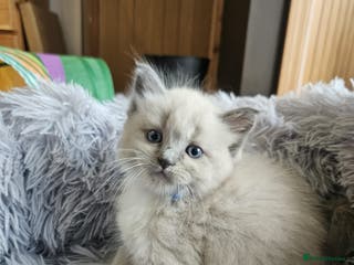 Ragdoll cats Fully vaccinated, vet checked V cuddly Ragdoll boy - Advert 7