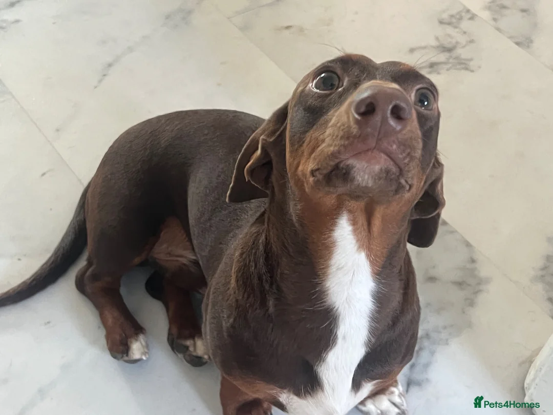 Miniature Dachshund dogs for sale: Marley - miniature dachshund  in Bedford - Advert 2