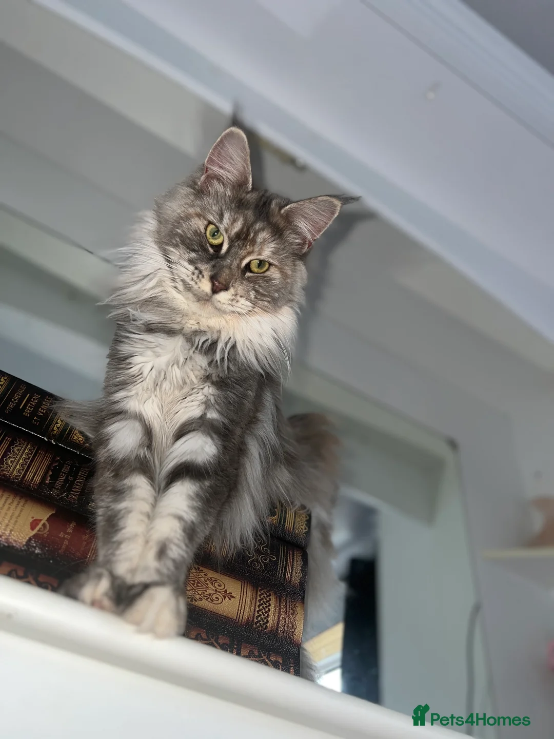 Maine Coon cats for sale: Tortie maine coon female TICA registered available - Advert 16