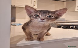 Abyssinian cats for sale: Fawn silver girl, blue boy - Advert 3
