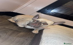 French Bulldog dogs for sale: Female French bulldog  - Image 2