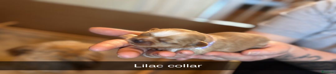 Lilac collar 