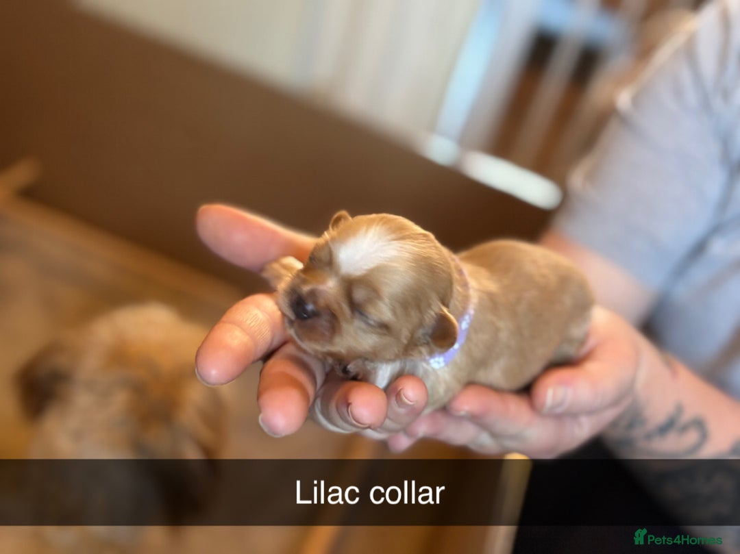 Shih Tzu dogs for sale: 5 beautiful Shih Tzu puppies  - Image 7