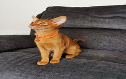 Abyssinian cats for sale: Ready now! Beautiful Abyssinians kittens❤️😍🤗 - Image 18