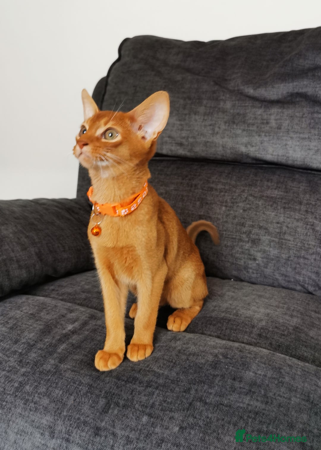 Abyssinian cats for sale: Ready now! Beautiful Abyssinians kittens❤️😍🤗 - Image 18