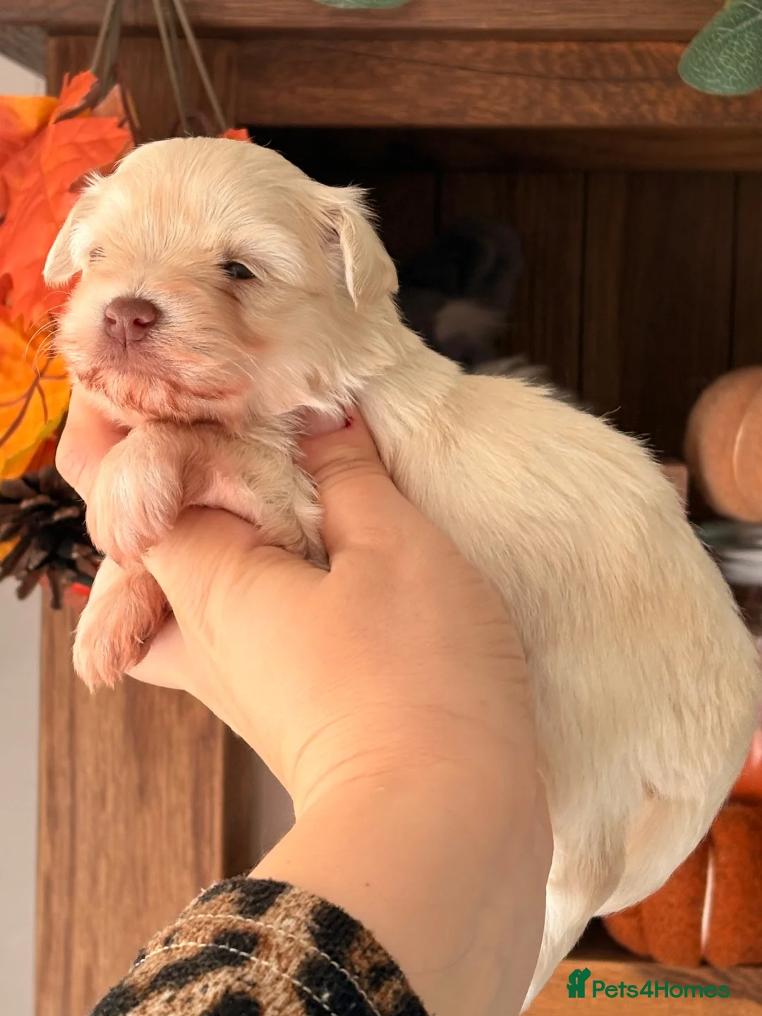 Miniature Schnauzer dogs for sale: American Chocolate Wheaten & White Mini Schnauzer - Advert 2