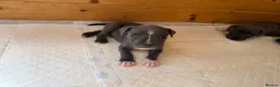 Staffordshire Bull Terrier dogs for sale: Blue staffordshire bull terrier puppies - Advert 10