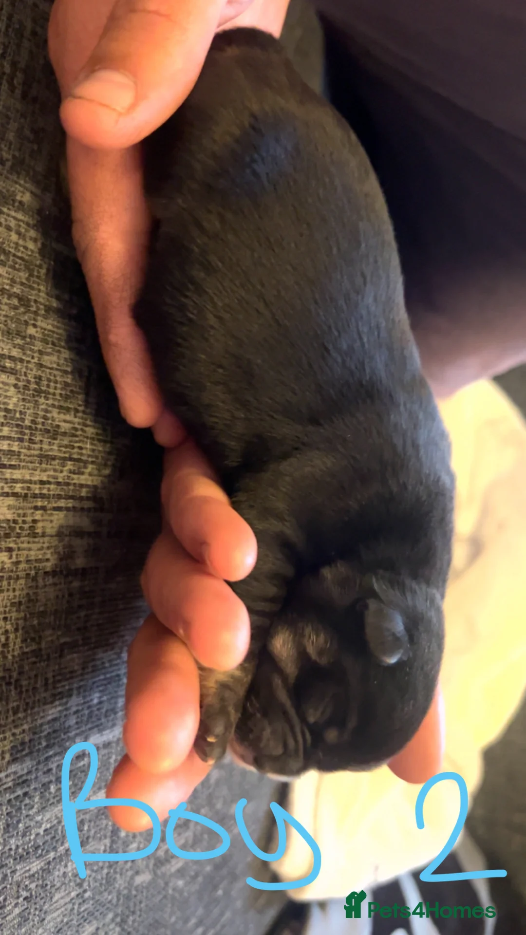 Mixed Breed dogs for sale: Frenchie cross Japanese spitz - Advert 9