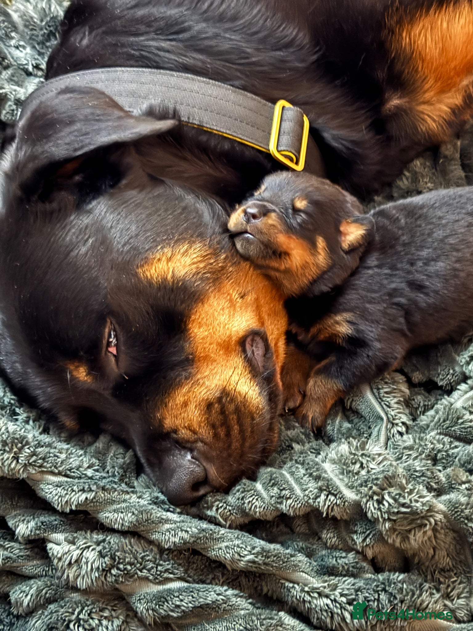 Rottweiler dogs Pedigree Rottweiler puppies for sale - Advert 9