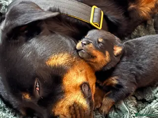 Rottweiler dogs Pedigree Rottweiler puppies for sale - Advert 3