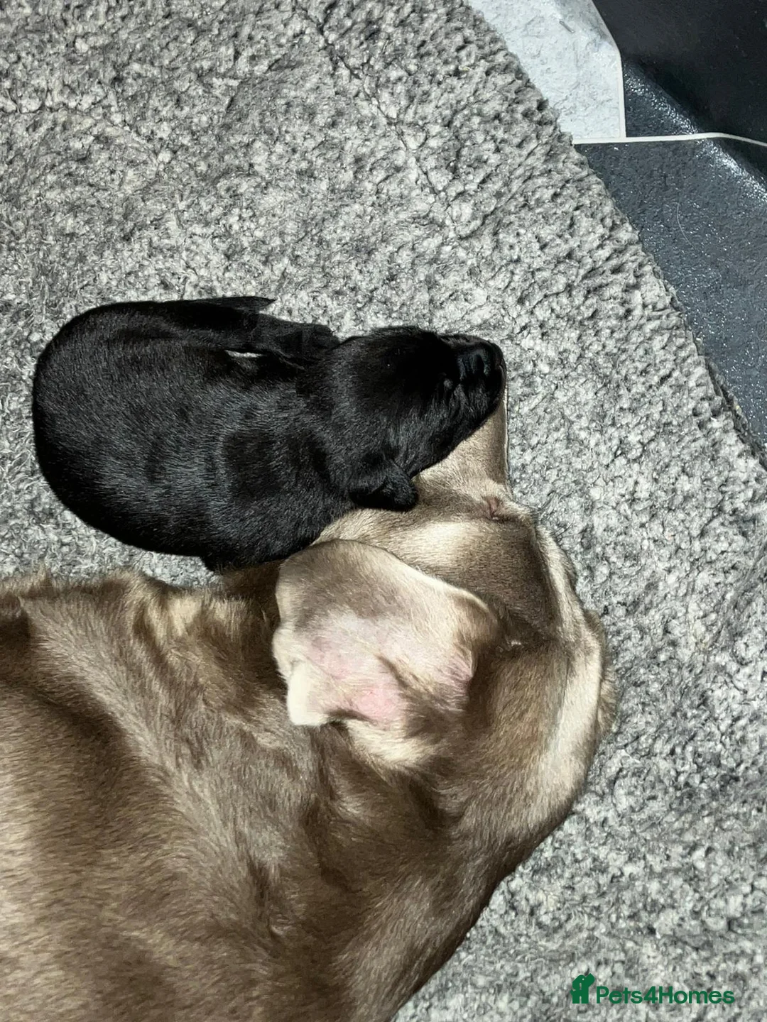 Labrador Retriever dogs for sale: Labrador  - Advert 8