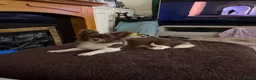 Chihuahua dogs for sale:     Beautiful KC Reg Chocolate Parti Male - Advert 5
