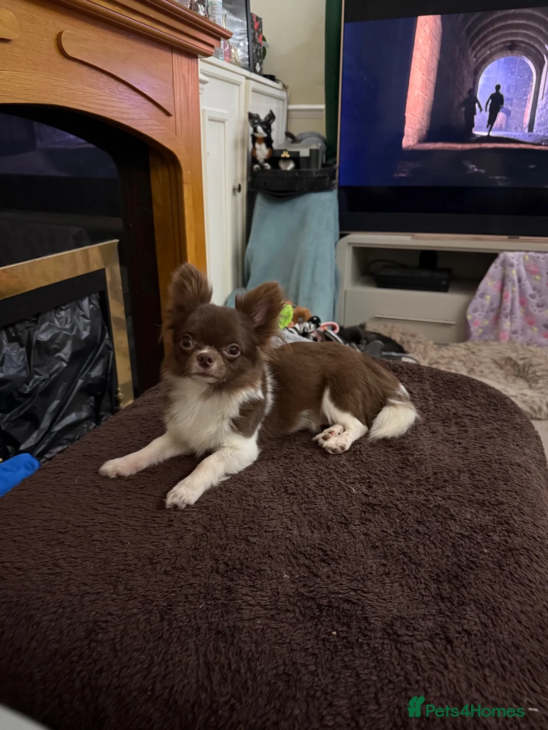 Chihuahua dogs for sale:     Beautiful KC Reg Chocolate Parti Male - Advert 5