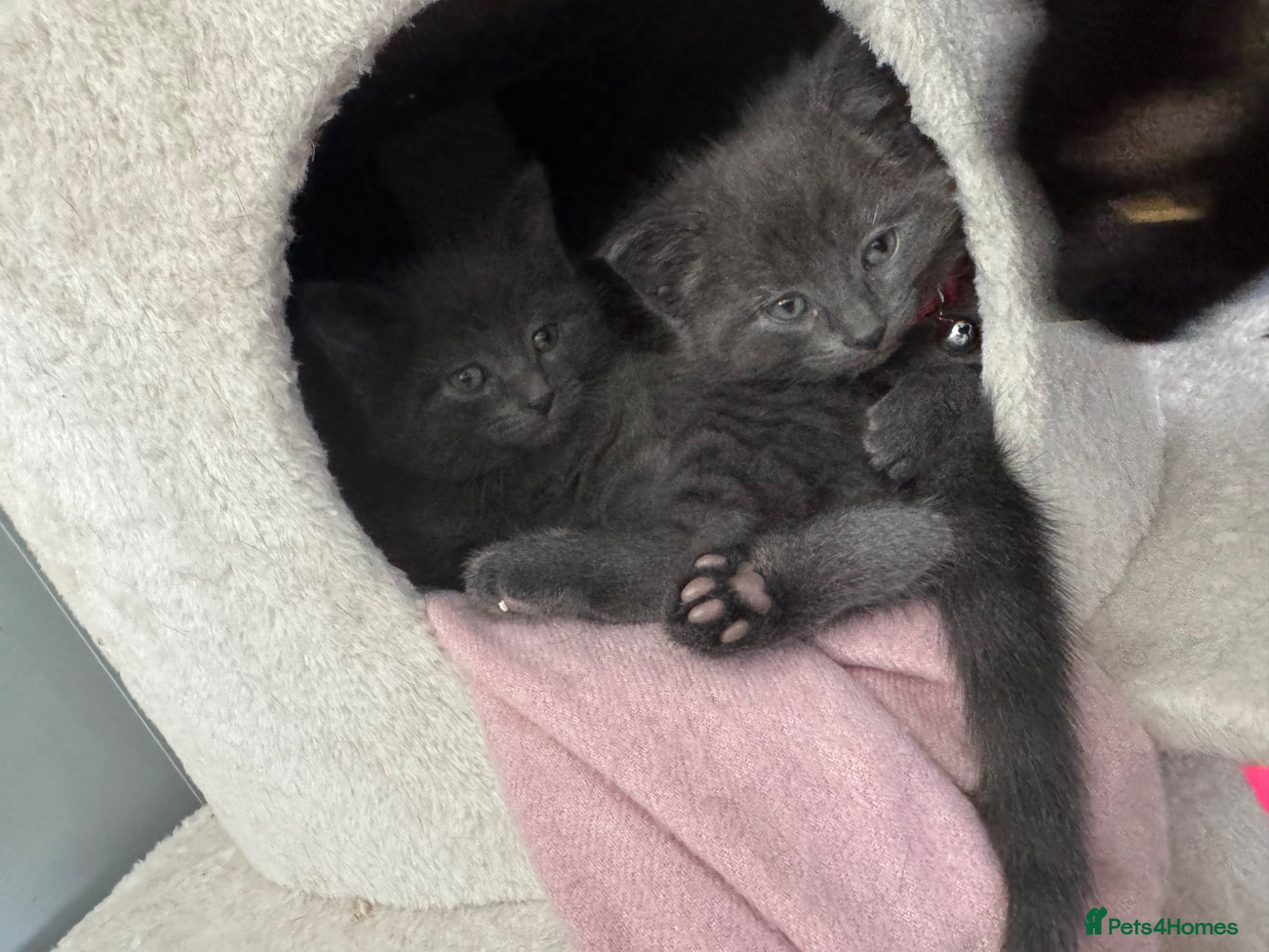 British Shorthair cats 2 female Grey kittens - Advert 2
