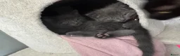 British Shorthair cats for sale: 2 female Grey kittens - Advert 2