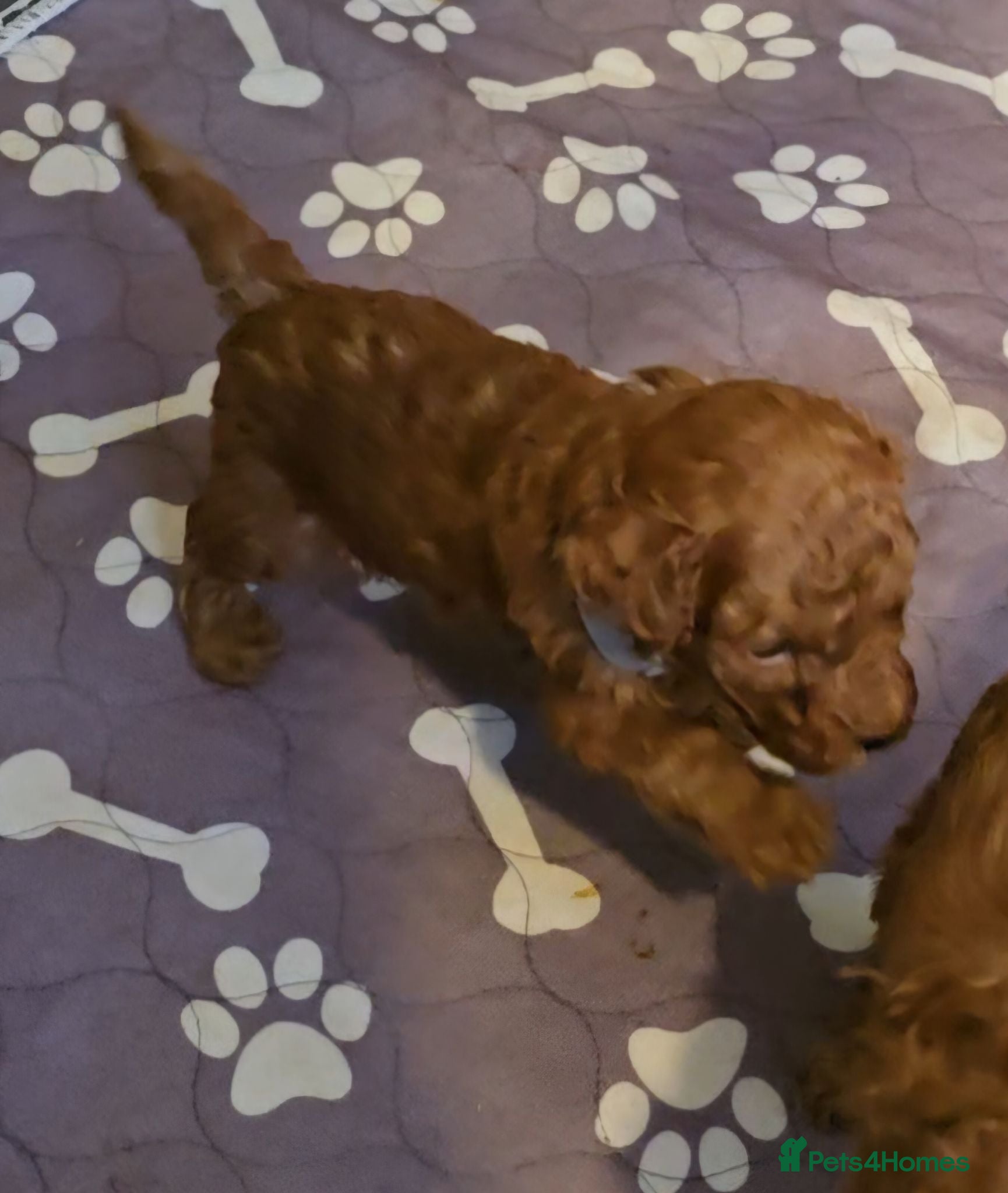 Toy Poodle dogs 🔥🔥2left🔥🔥Exquisite red Toy Poodle 5⭐️licensed - Advert 12