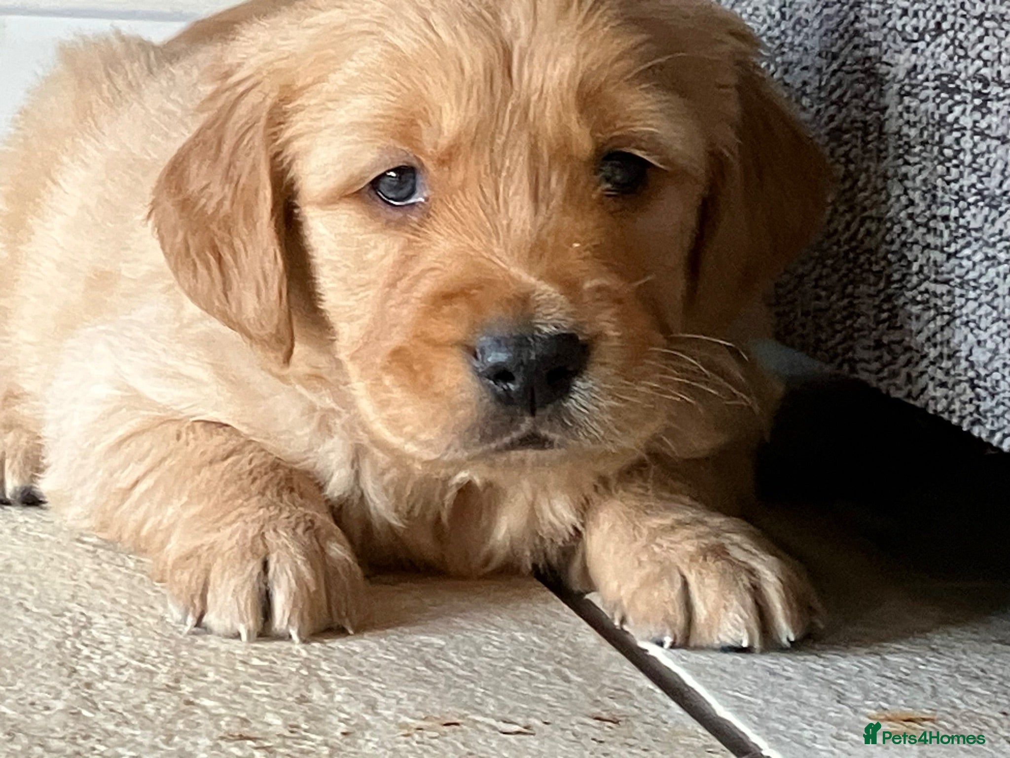Golden Retriever dogs Outstanding Litter KC Reg Golden Retriever Puppies - Advert 1