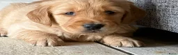 Golden Retriever dogs for sale: Outstanding Litter KC Reg Golden Retriever Puppies - Advert 10