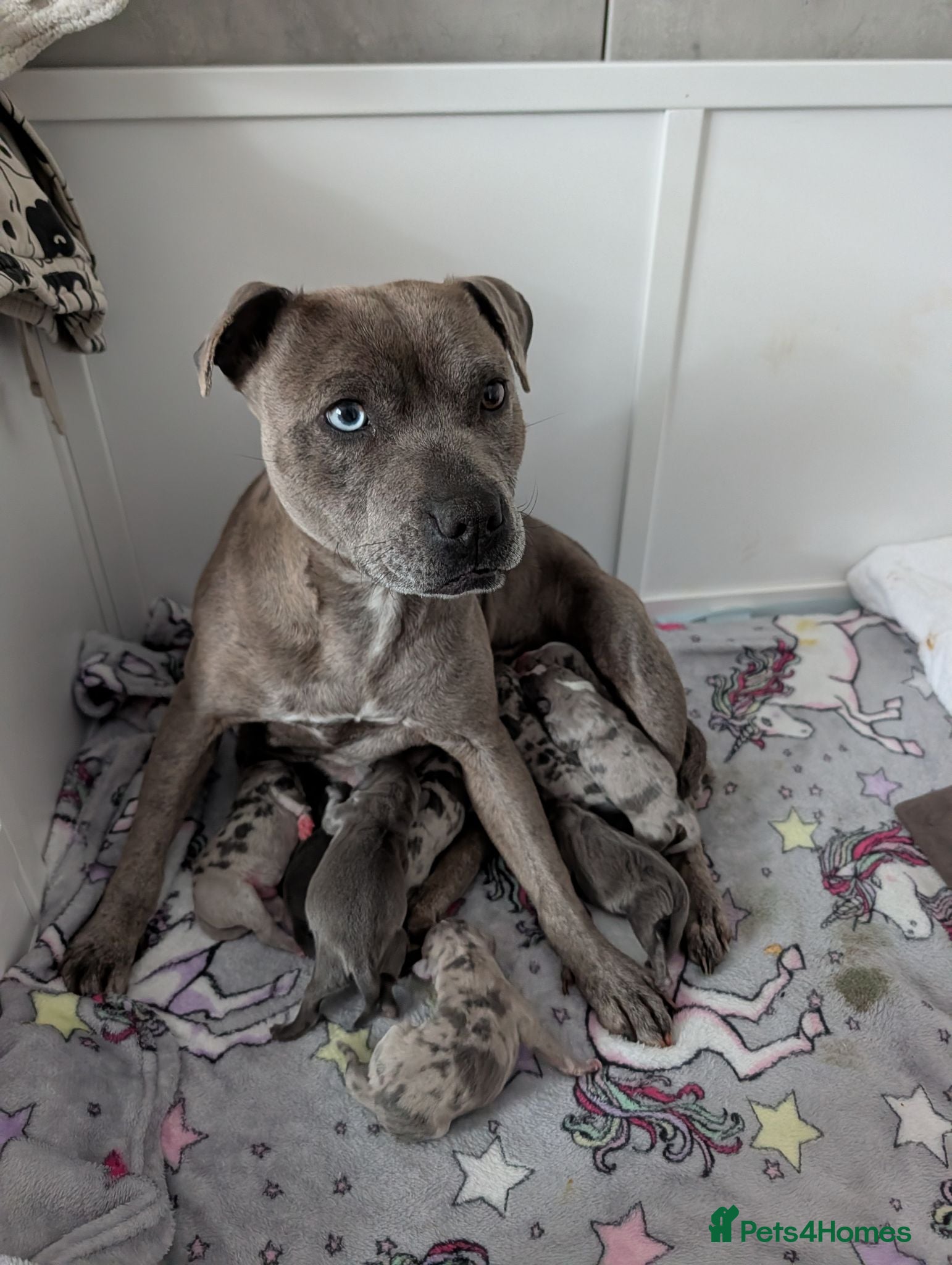 Staffordshire Bull Terrier dogs Merle and blue Staffordshire bull terrier puppies  - Advert 16