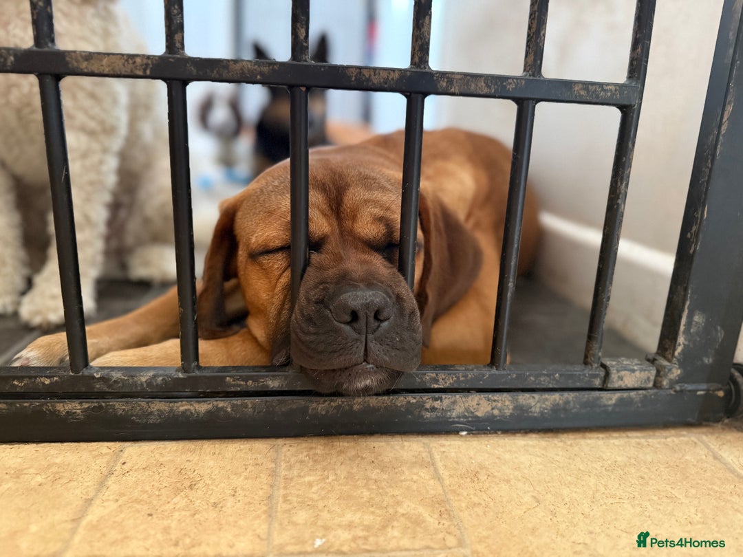 Mastiff dogs for sale: Beautiful BB - Image 1