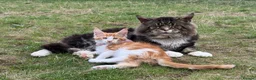 Maine Coon cats for sale: Beautiful Maine Coon Kittens – Born 19 June 2026 - Advert 11