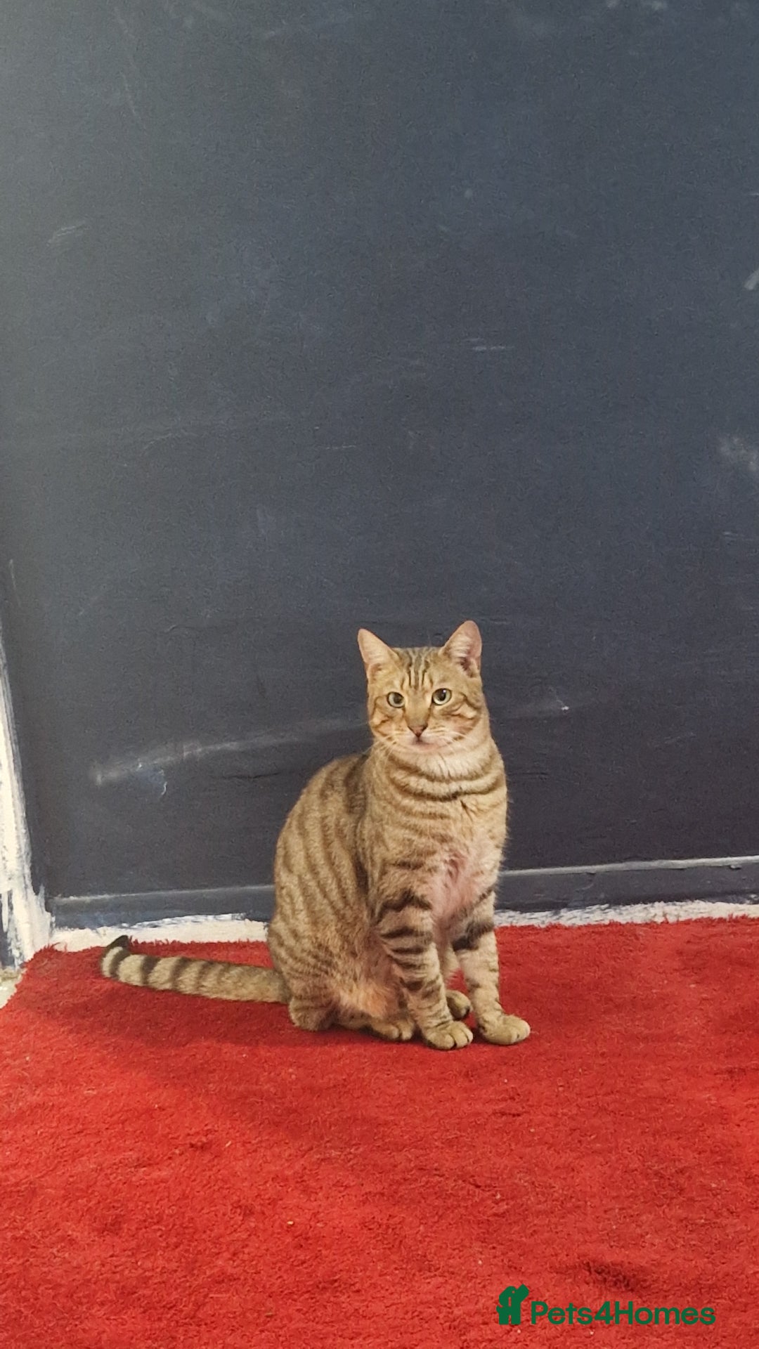 Mixed Breed cats for sale: Monster aged 2 - Advert 3