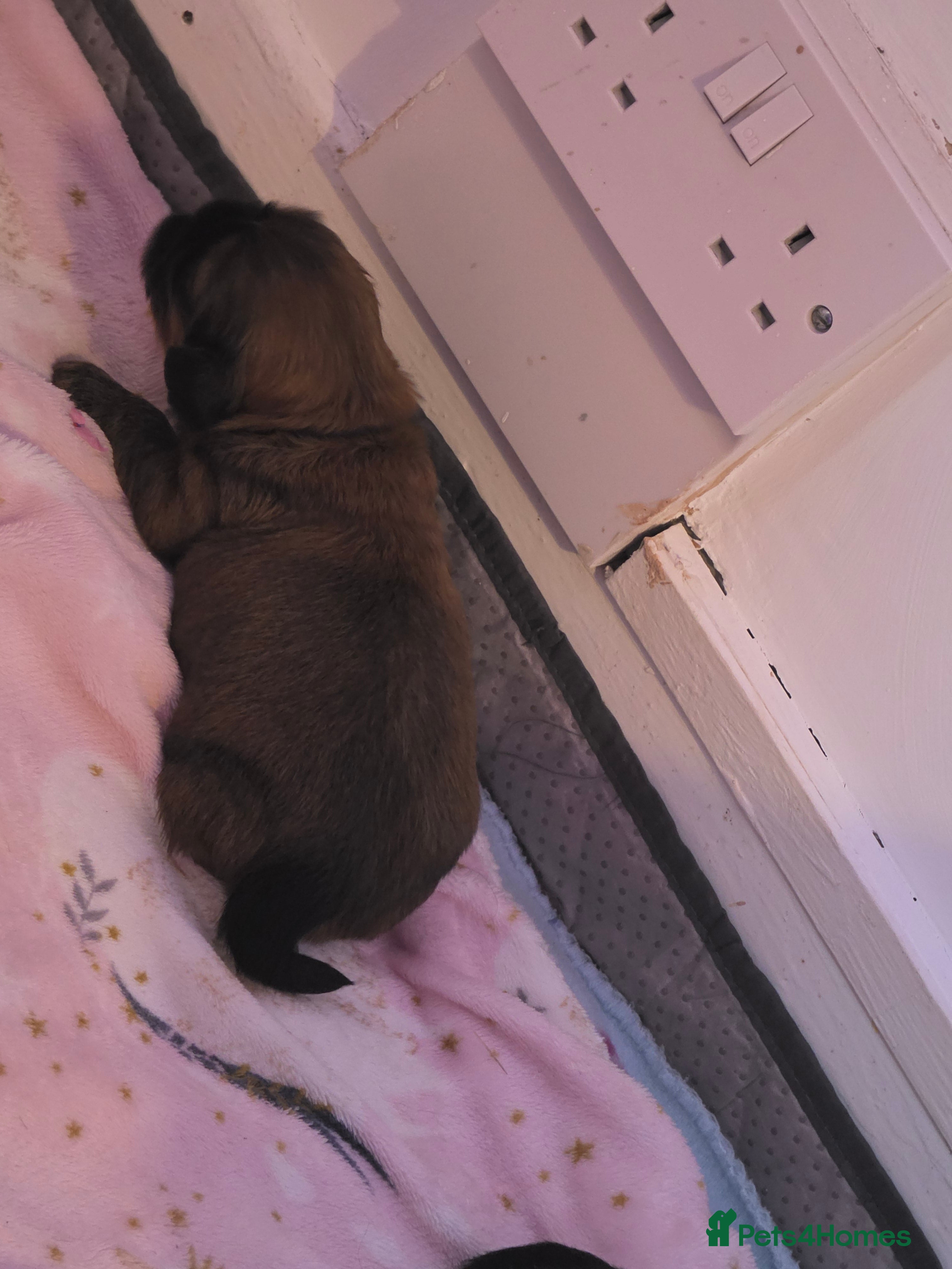 Mixed Breed Puppy 2