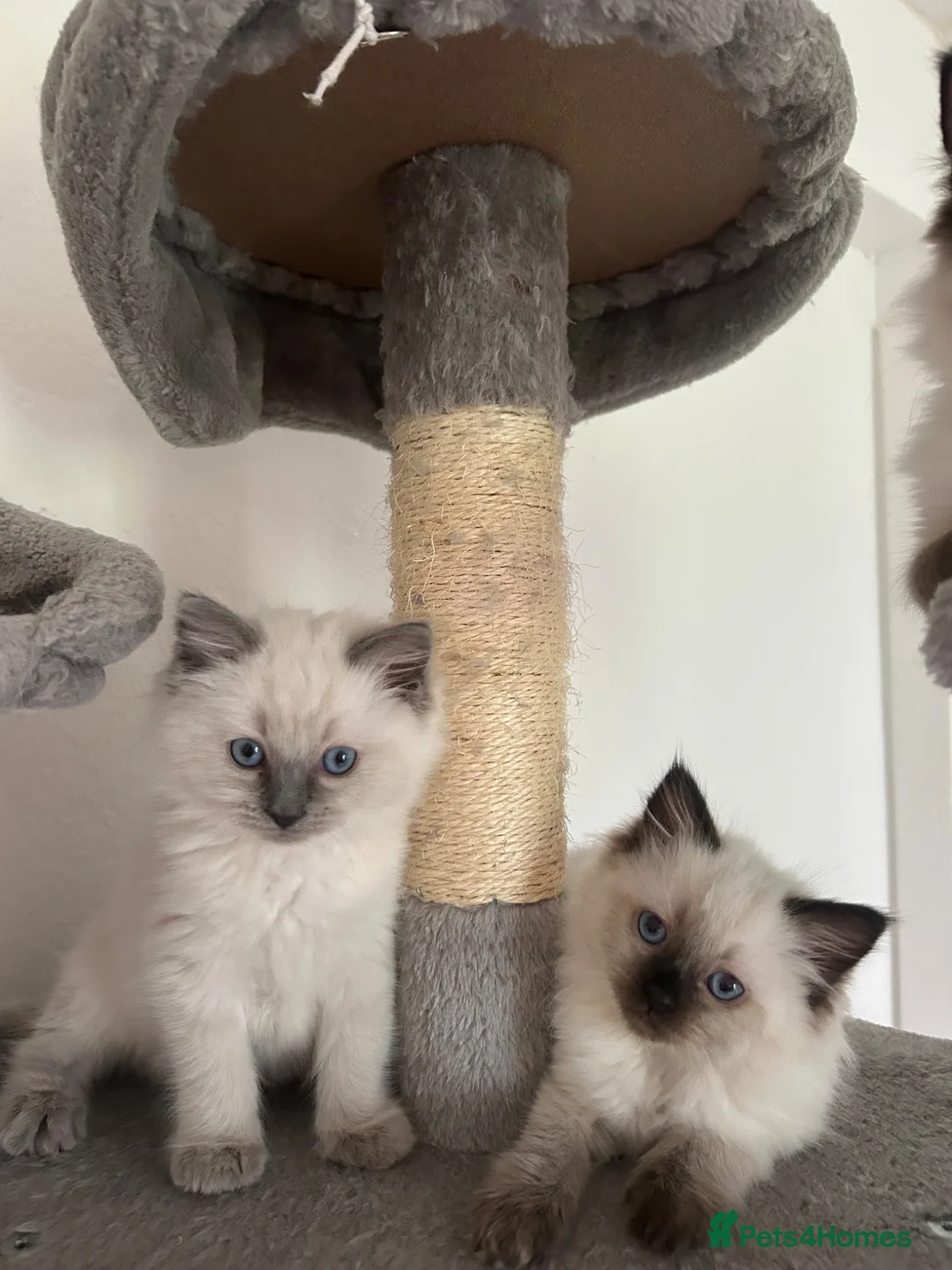 Ragdoll cats for sale: Kittens Ragdoll - Advert 2