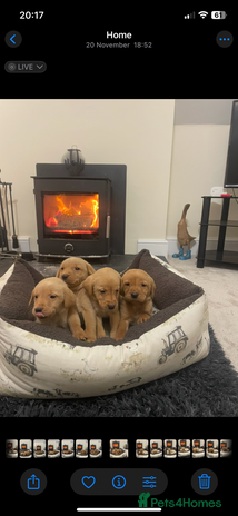 Labrador Retriever dogs Kc registered Labrador puppies - Advert 1
