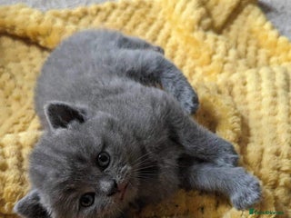 British Shorthair cats Beautiful fluffy British blue babies ready at ** - Advert 15