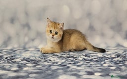 Scottish Fold cats for sale: Excellent Scottish fold kittens  - Image 24