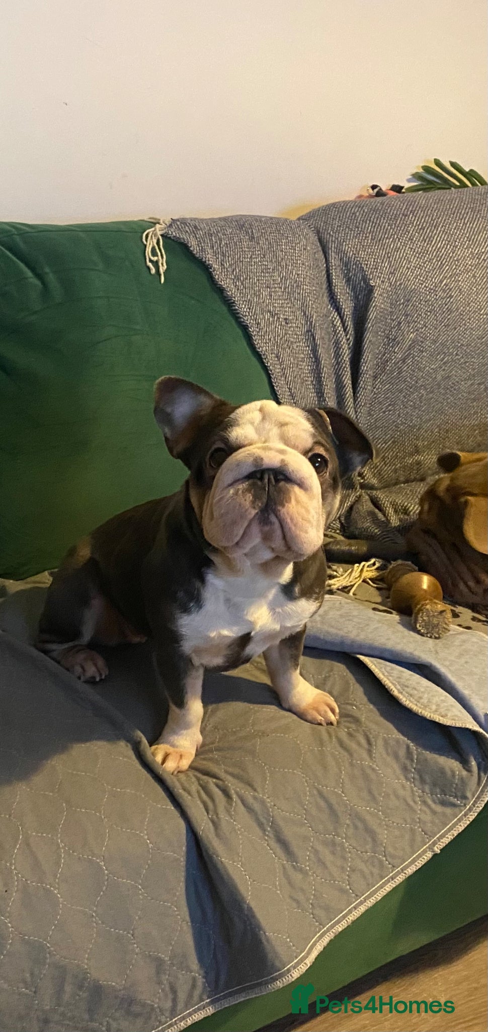French Bulldog dogs 2 year old female frenchie - Advert 5