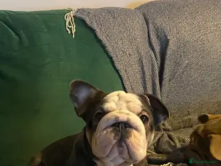 French Bulldog dogs 2 year old female frenchie - Advert 5