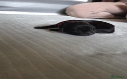 Labrador Retriever dogs for sale: Beautiful pedigree labrador puppies  - Image 26