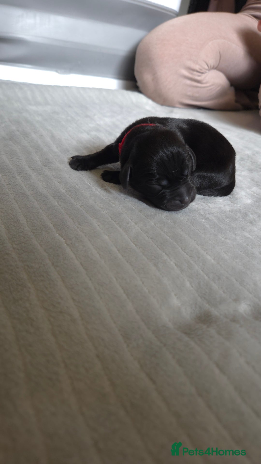 Labrador Retriever dogs for sale: Beautiful pedigree labrador puppies  - Image 26