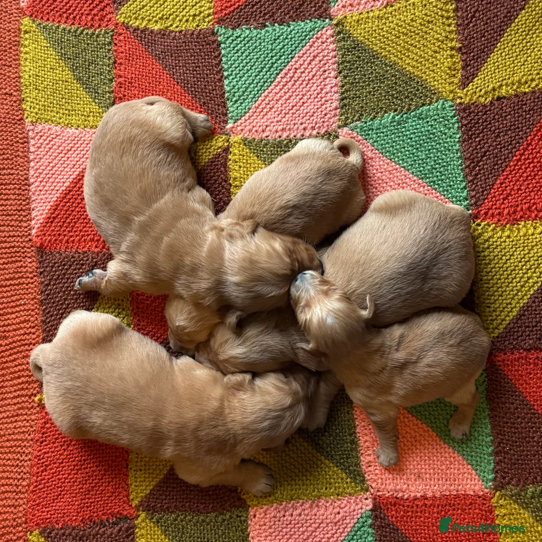 Golden Retriever dogs for sale: FOX RED PUPPIES Golden Retriever KC REG - Advert 6