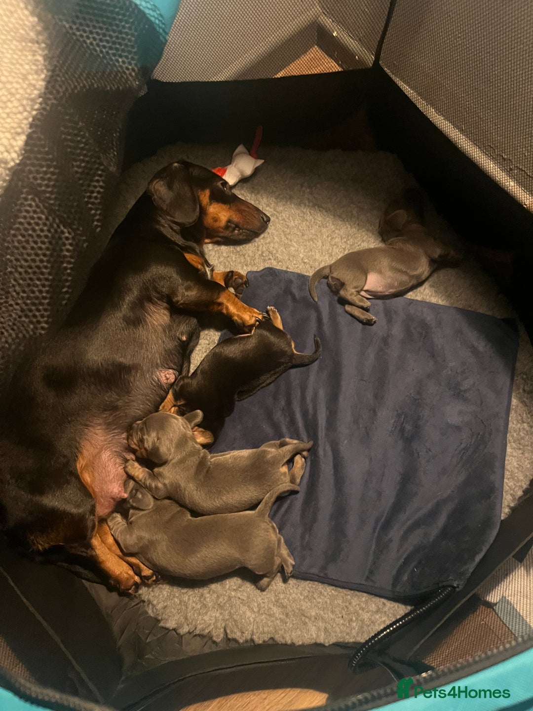 Dachshund dogs for sale: 🐾 Beautiful Dachshund Female Puppies  🐾 - Advert 3