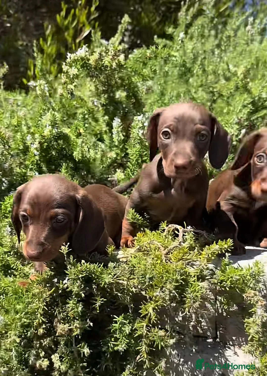 Miniature Dachshund dogs for sale: Beautiful miniature dachshund puppies in Edinburgh - Advert 7