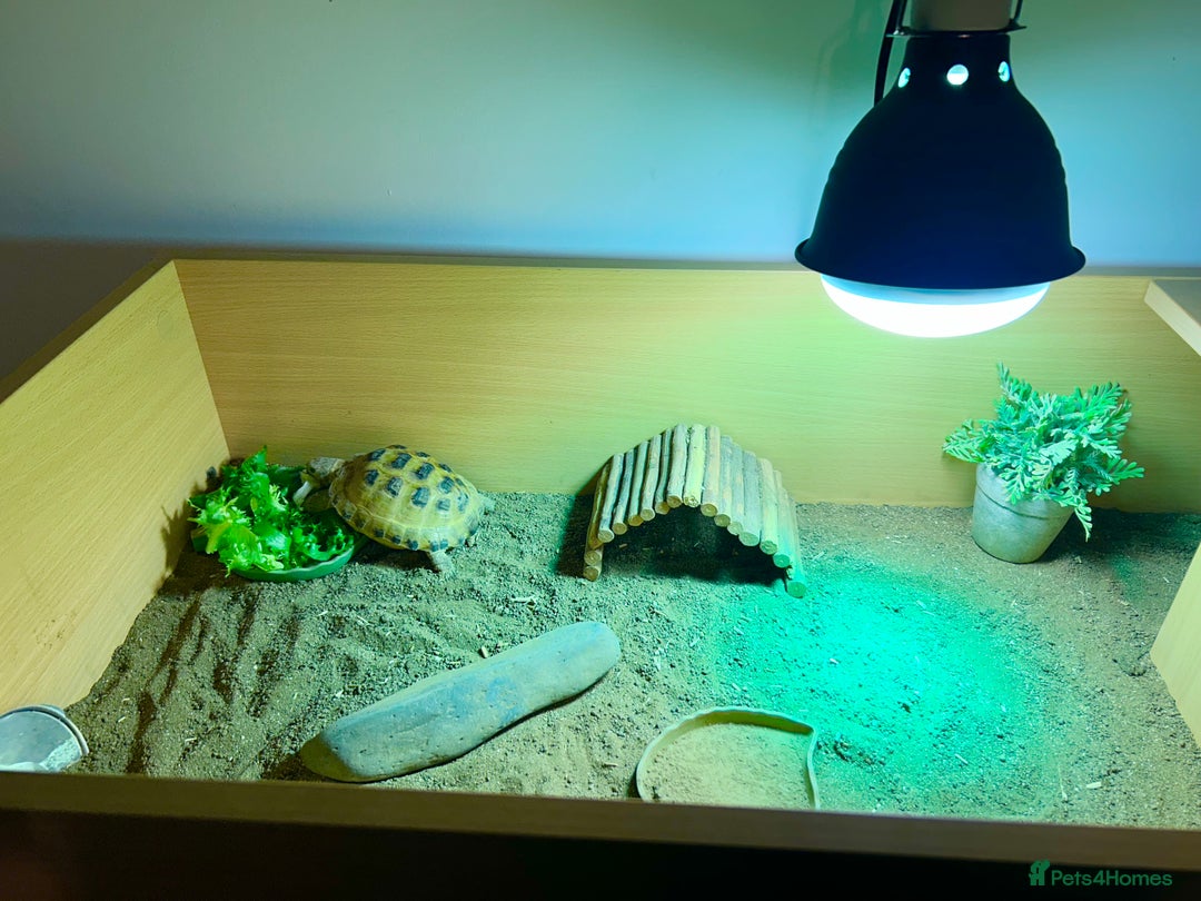 Tortoise reptiles for sale: Hermann Tortoise with enclosure & accessories  - Advert 3