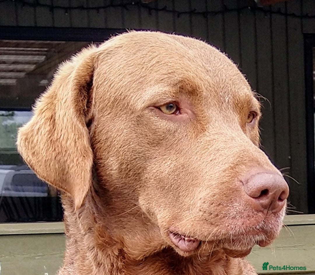 Chesapeake Bay Retriever dogs for sale: Chesapeake Bay Retriever (Chessie) pups - Advert 5
