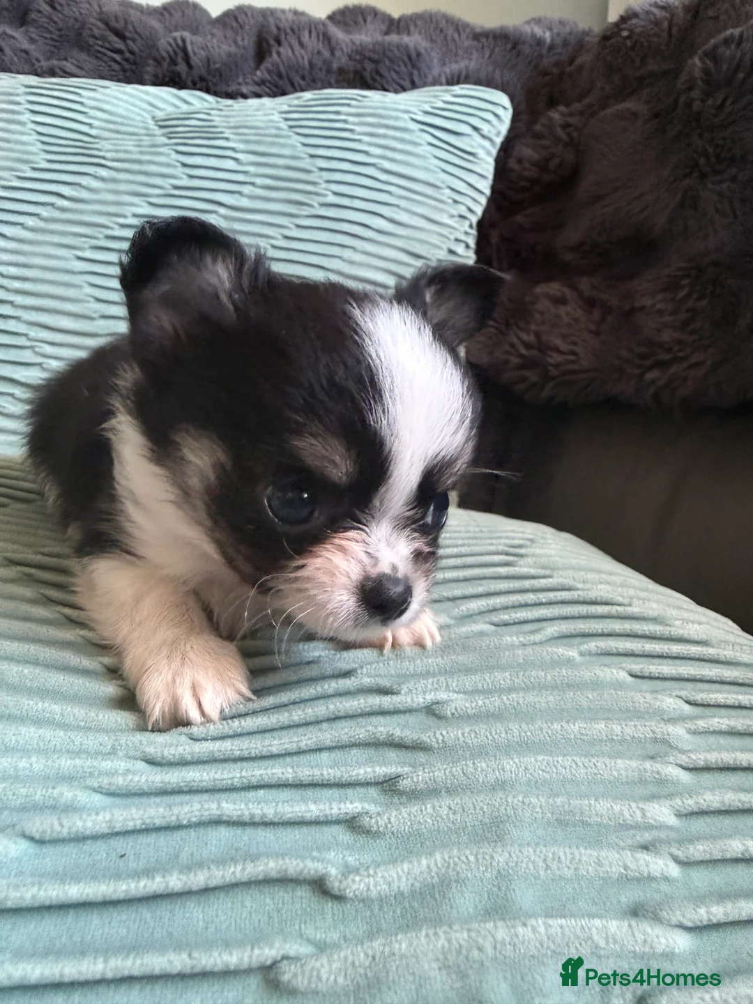 Chihuahua dogs for sale: Stunning litter of 4 long coat chihuahuas  - Advert 36