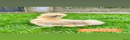 Chickens poultry for sale: Bantam hens at point of lay in Colchester - Advert 20