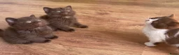 British Shorthair cats for sale: ⭐ Stunning Rare Colour Shorthair Kittens - Advert 9