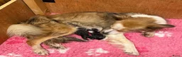 Border Collie dogs for sale: Freyasway Border Collie Puppies - Advert 3