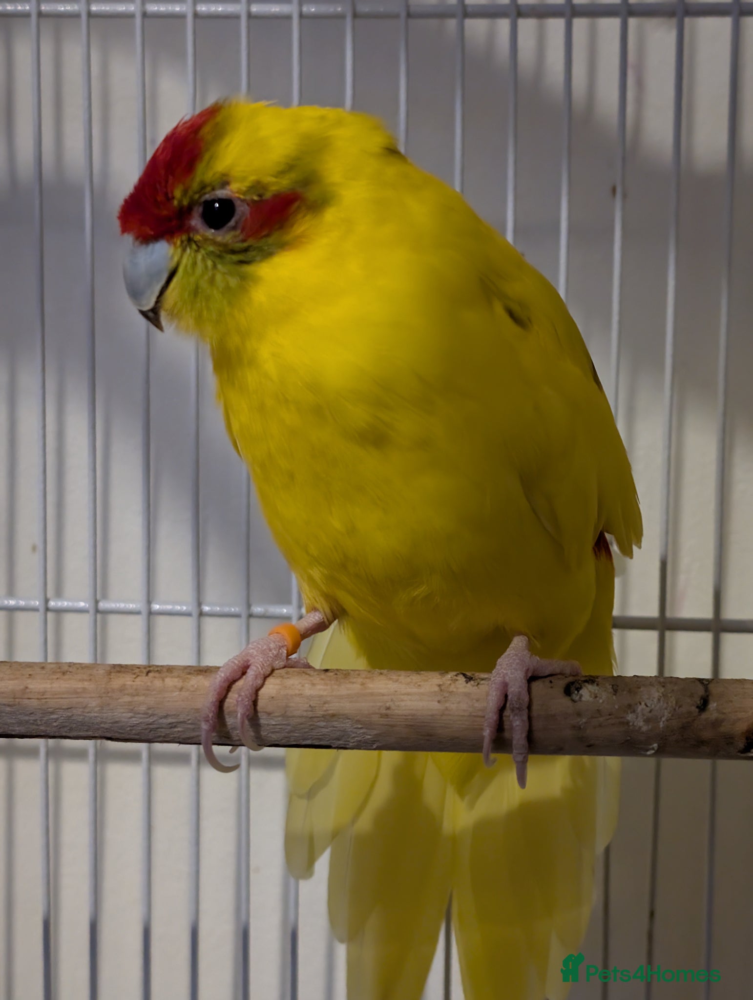 Parakeets birds Kakariki  - Advert 1