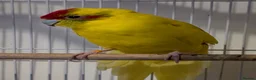 Parakeets birds for sale: Kakariki  in Kettering - Advert 1
