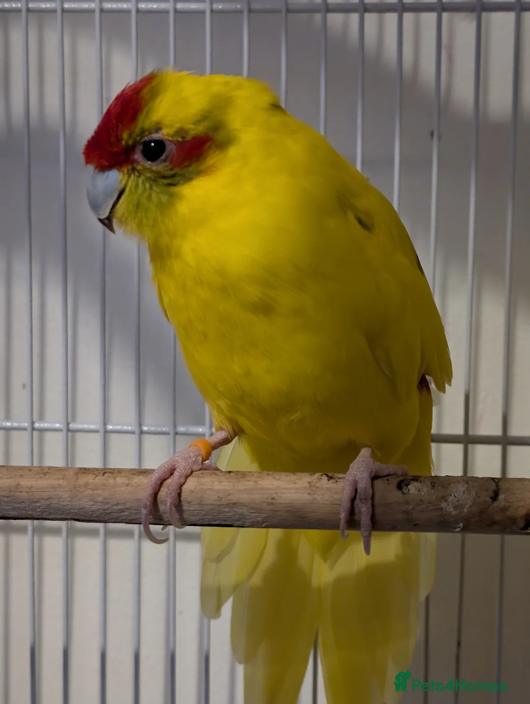 Parakeets birds for sale: Kakariki  in Kettering - Advert 1